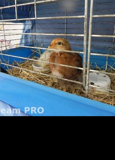 Velikonoce v OC Galerie Teplice